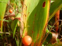 Convallaria majalis 35, Lelietje-van-dalen, Saxifraga-Rutger Barendse