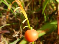 Convallaria majalis 36, Lelietje-van-dalen, Saxifraga-Rutger Barendse