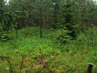 Convallaria majalis 38, Lelietje-van-dalen, Saxifraga-Hans Boll