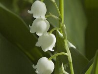 Convallaria majalis 4, Lelietje-van-dalen, Saxifraga-Jan van der Straaten