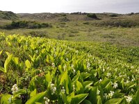 Convallaria majalis 40, Lelietje-van-dalen, Saxifraga-Jelle van Dijk