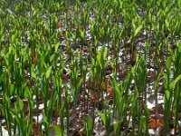 Convallaria majalis 43, Lelietje-van-dalen, Saxifraga-Ed Stikvoort