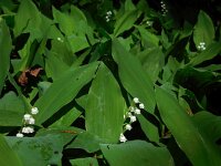 Convallaria majalis 48, Lelietje-van-dalen, Saxifraga-Ed Stikvoort