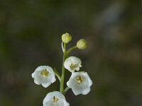 Convallaria majalis 5, Lelietje-van-dalen, Saxifraga-Jan van der Straaten