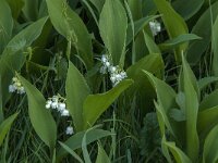Convallaria majalis 51, Lelietje-van-dalen, Saxifraga-Jan van der Straaten