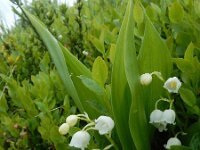 Convallaria majalis 57, Lelietje-van-dalen, Saxifraga-Ed Stikvoort : 12 juni 2024 Col du Béal en richting Chamazel