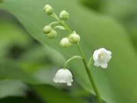 Convallaria majalis 59, Lelietje-van-dalen, Saxifraga-Tom Heijnen