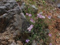 Convolvulus cantabricus 8, Saxifraga-Jasenka Topic