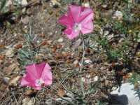 Convolvulus elegantissimus 12, Saxifraga-Ed Stikvoort