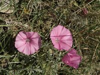 Convolvulus elegantissimus 2, Saxifraga-Jan van der Straaten