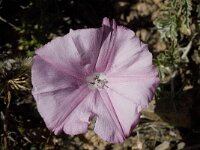Convolvulus elegantissimus 3, Saxifraga-Willem van Kruijsbergen