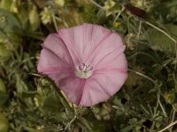 Convolvulus elegantissimus 4, Saxifraga-Willem van Kruijsbergen