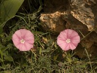 Convolvulus elegantissimus 5, Saxifraga-Willem van Kruijsbergen