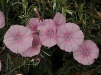 Convolvulus elegantissimus 6, Saxifraga-Harry Jans
