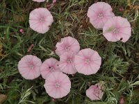 Convolvulus elegantissimus 7, Saxifraga-Harry Jans
