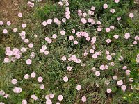 Convolvulus elegantissimus 8, Saxifraga-Harry Jans
