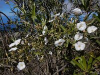 Convolvulus floridus 10, Saxifraga-Ed Stikvoort