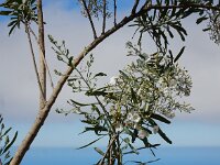 Convolvulus floridus 11, Saxifraga-Ed Stikvoort