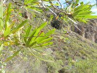 Convolvulus floridus 4, Saxifraga-Rutger Barendse