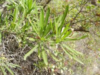 Convolvulus floridus 5, Saxifraga-Rutger Barendse
