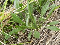 Convolvulus lineatus 5, Saxifraga-Rutger Barendse