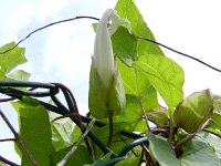 Convolvulus silvatica 4, Gestreepte winde, Saxifraga-Rutger Barendse