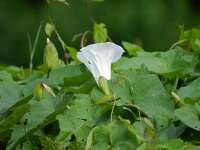 Convolvulus silvatica 5, Gestreepte winde, Saxifraga-Rutger Barendse