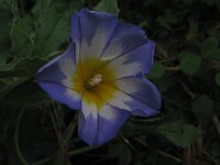 Convolvulus tricolor 11, Saxifraga-Rutger Barendse