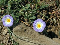 Convolvulus tricolor 12, Saxifraga-Jan van der Straaten