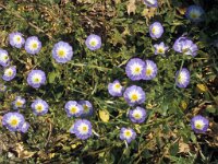 Convolvulus tricolor 13, Saxifraga-Jan van der Straaten