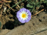 Convolvulus tricolor 14, Saxifraga-Jan van der Straaten