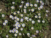 Convolvulus tricolor 2, Saxifraga-Jan van der Straaten