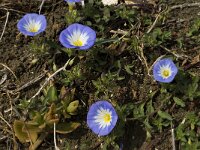 Convolvulus tricolor 6, Saxifraga-Willem van Kruijsbergen