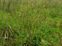 Conyza bilbaoana 10, Ruige fijnstraal, Saxifraga-Rutger Barendse