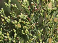 Conyza bilbaoana 2, Ruige fijnstraal, Saxifraga-Peter Meininger