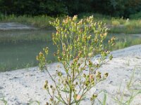 Conyza bilbaoana 4, Ruige fijnstraal, Saxifraga-Rutger Barendse