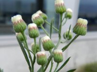 Conyza bilbaoana 5, Ruige fijnstraal, Saxifraga-Rutger Barendse