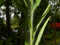 Conyza bilbaoana 6, Ruige fijnstraal, Saxifraga-Rutger Barendse