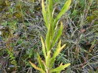 Conyza bilbaoana 9, Ruige fijnstraal, Saxifraga-Rutger Barendse