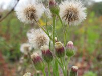 Conyza bonariensis 7, Gevlamde fijnstraal, Saxifraga-Rutger Barendse