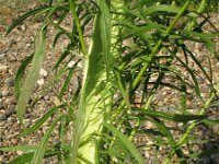Conyza canadensis 2, Canadese fijnstraal, Saxifraga-Rutger Barendse