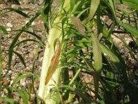 Conyza canadensis 3, Canadese fijnstraal, Saxifraga-Rutger Barendse