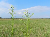 Conyza canadensis 6, Canadese fijnstraal, Saxifraga-Rutger Barendse