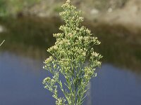 Conyza sumatrensis 10, Hoge fijnstraal, Saxifraga-Peter Meininger