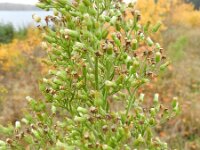 Conyza sumatrensis 11, Hoge fijnstraal, Saxifraga-Rutger Barendse