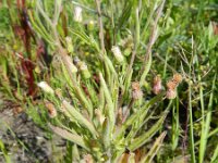 Conyza sumatrensis 12, Hoge fijnstraal, Saxifraga-Rutger Barendse