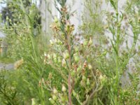 Conyza sumatrensis 13, Hoge fijnstraal, Saxifraga-Rutger Barendse