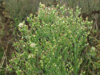 Conyza sumatrensis 14, Hoge fijnstraal, Saxifraga-Rutger Barendse