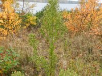 Conyza sumatrensis 15, Hoge fijnstraal, Saxifraga-Rutger Barendse