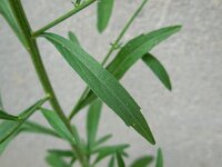 Conyza sumatrensis 16, Hoge fijnstraal, Saxifraga-Ed Stikvoort